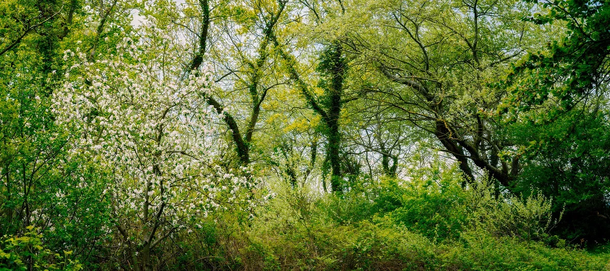 Forest Scene, Nature 2022