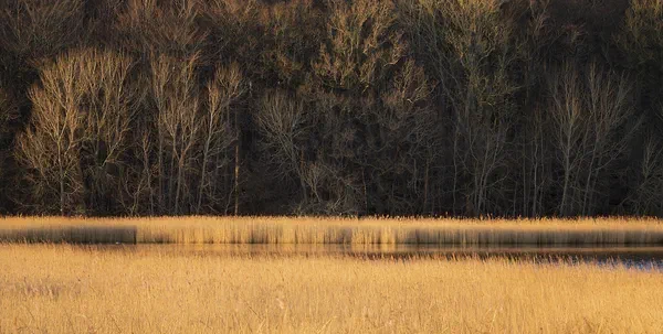 Wetland and Forest II
