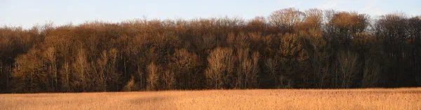 Wetland and Forest III