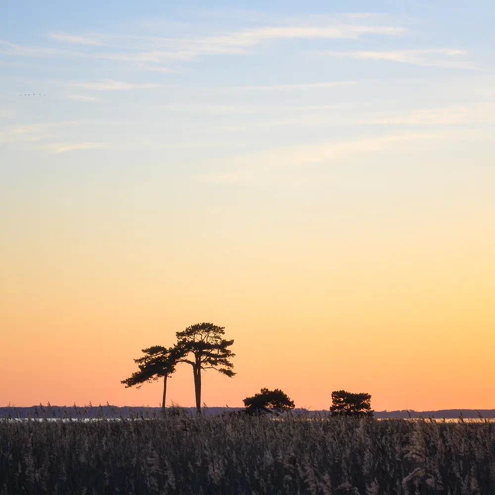 Trillen Orange Sunset, Nature 2023