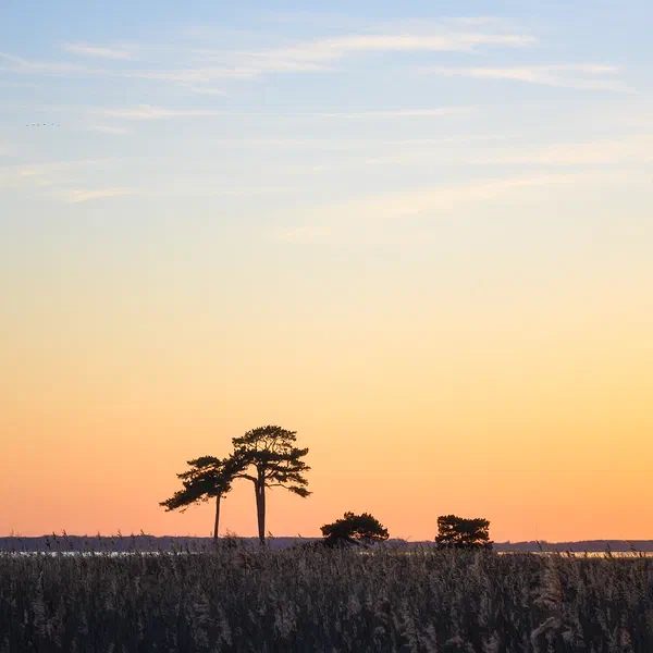 Trillen Orange Sunset