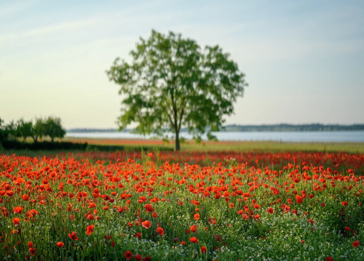 Poppy Field, Nature 2023