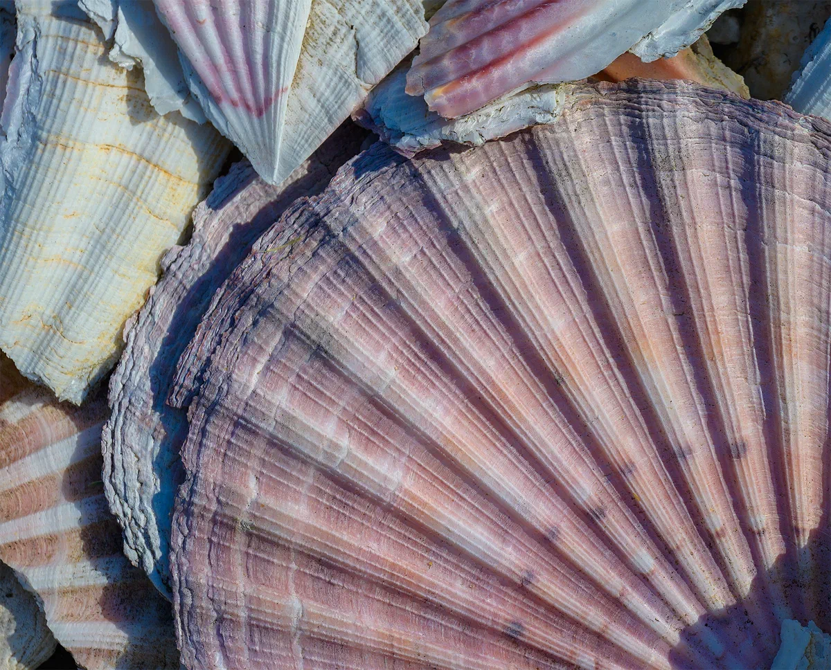 Shells, Nature 2023