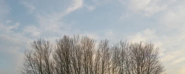 Tree Line