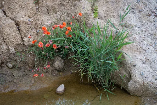 Desolate Flowers