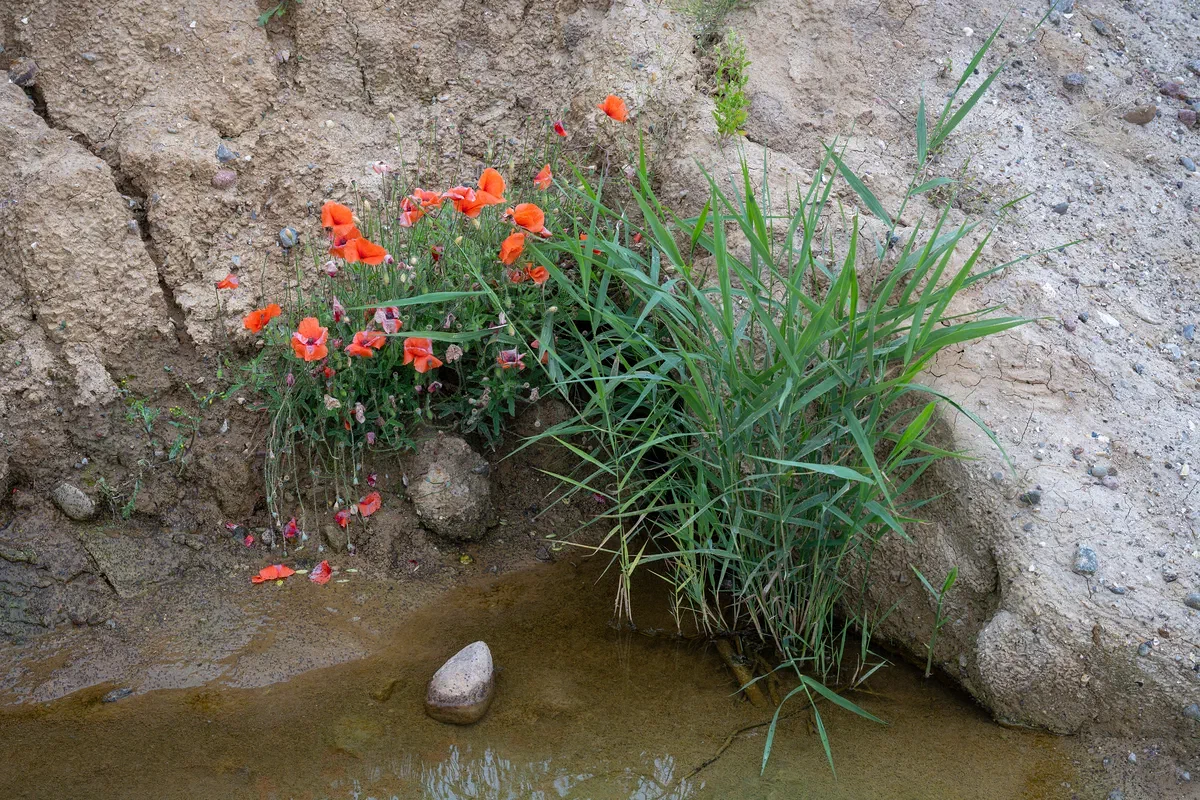 Desolate Flowers, Nature 2024