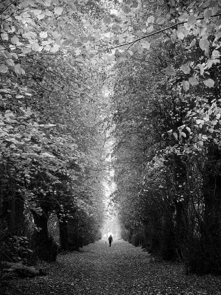 Heart of the Forest