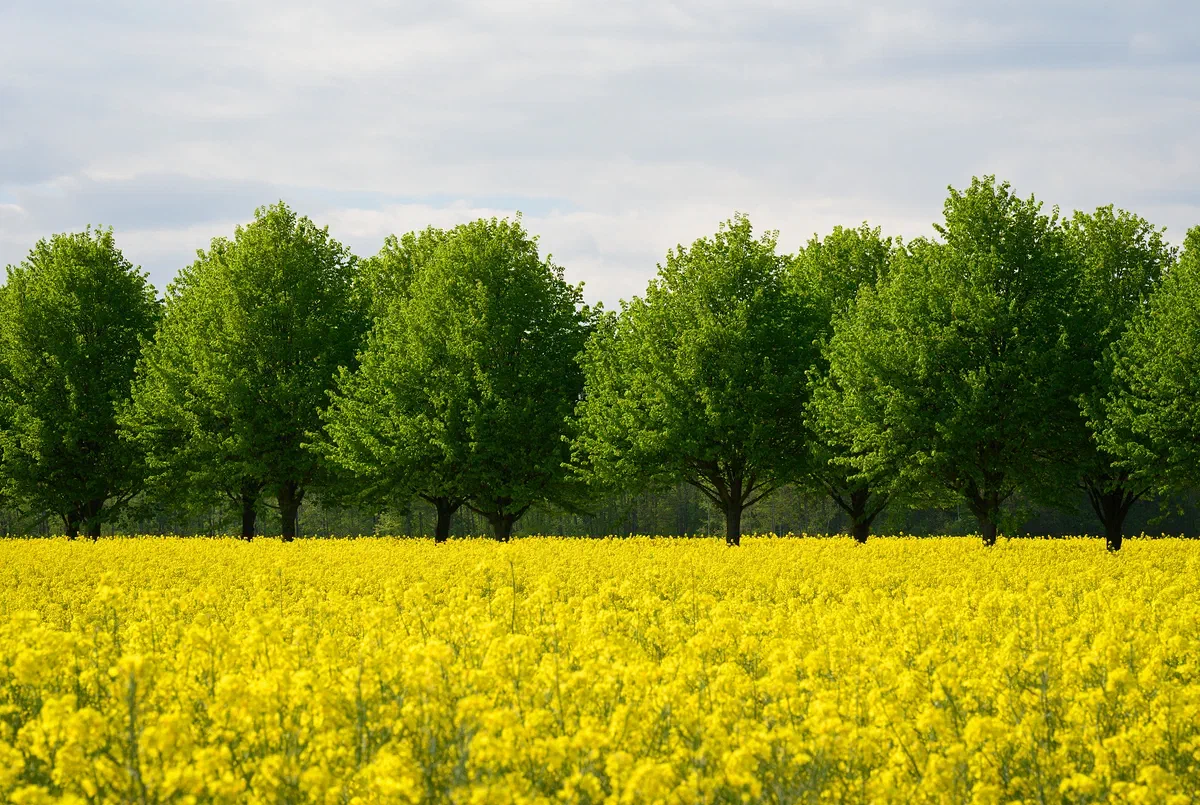 YellowGreenBlue, Nature 2024