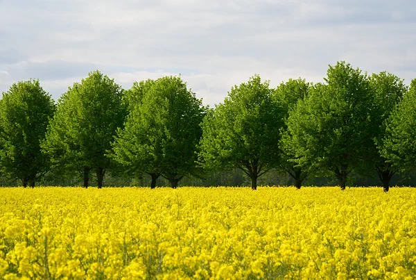 YellowGreenBlue