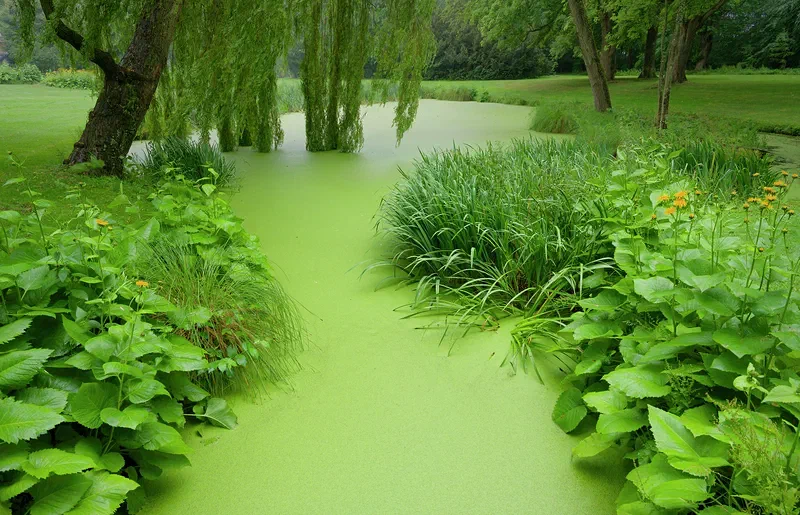 Green Tranquility