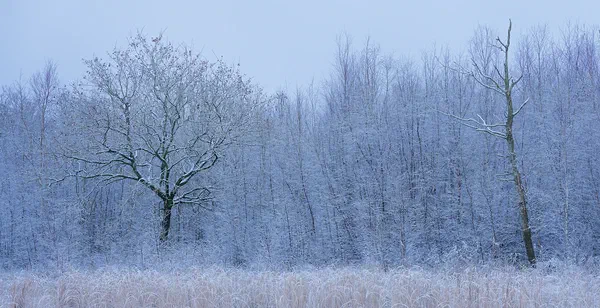 Ethereal Winter 1