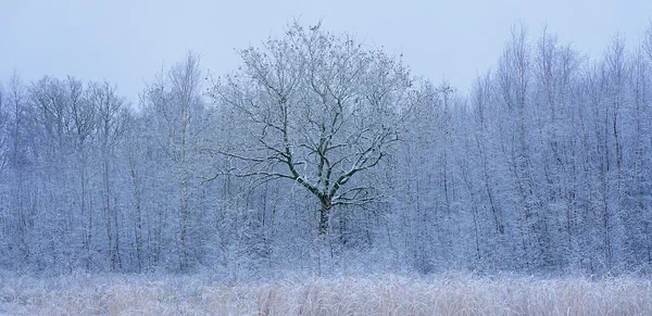 Ethereal Winter 2
