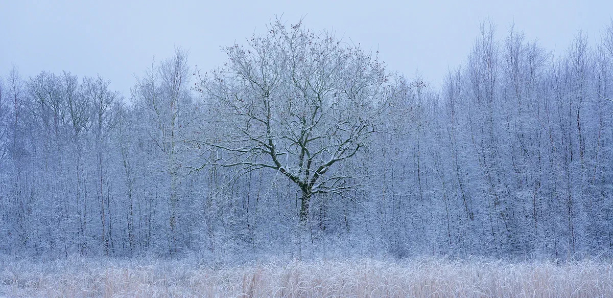 Ethereal Winter 2, Nature 2026