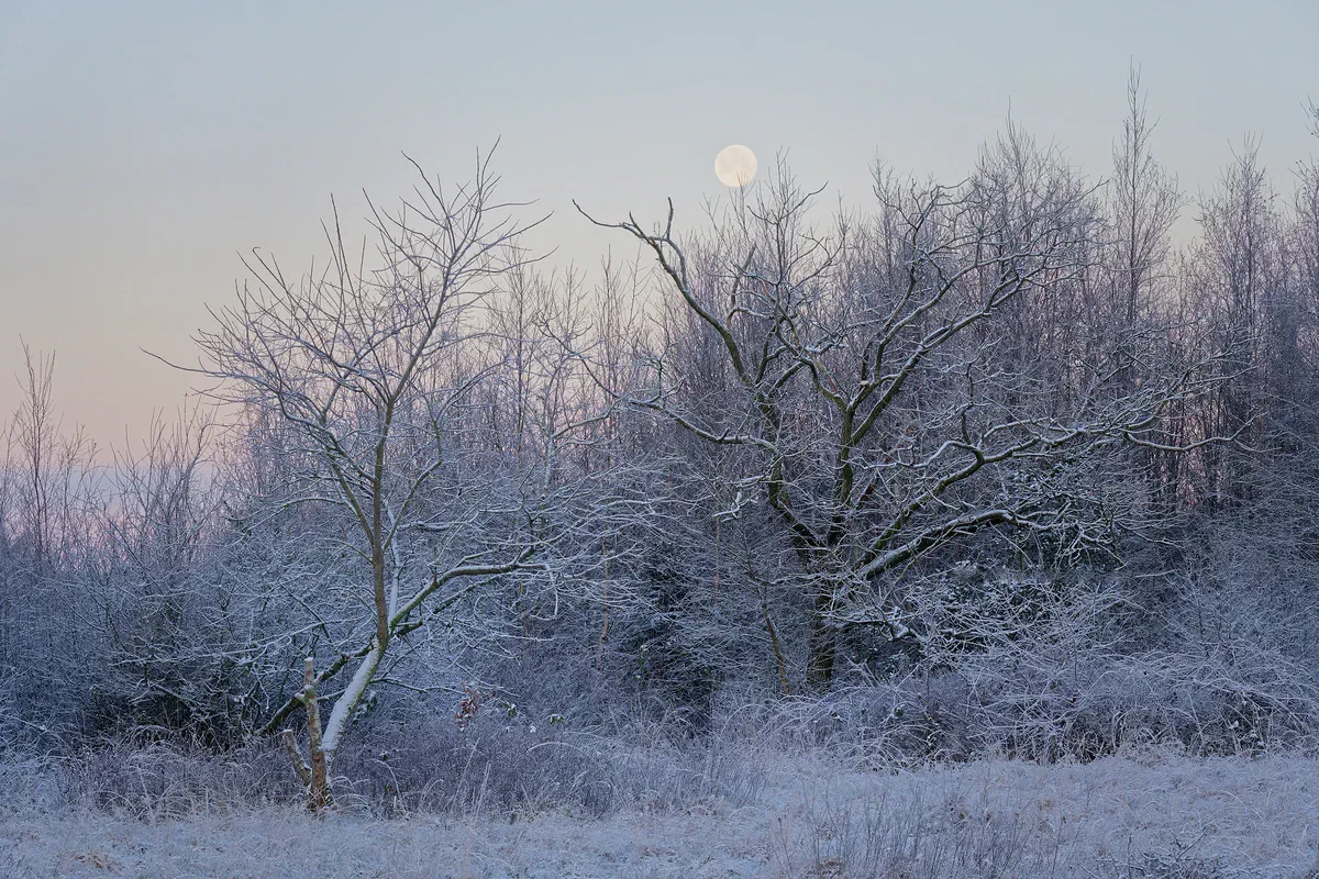 Touch the Moon, Nature 2026