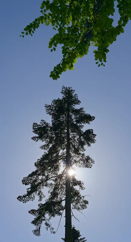 Upside Down