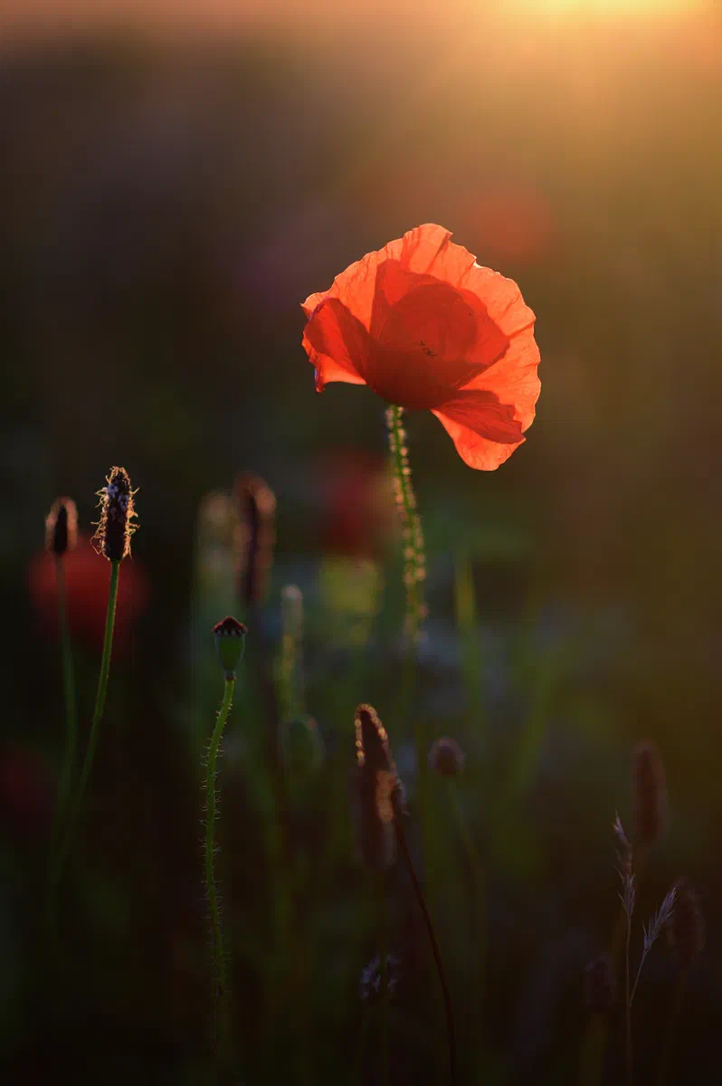 A Single Poppy II, Poppies