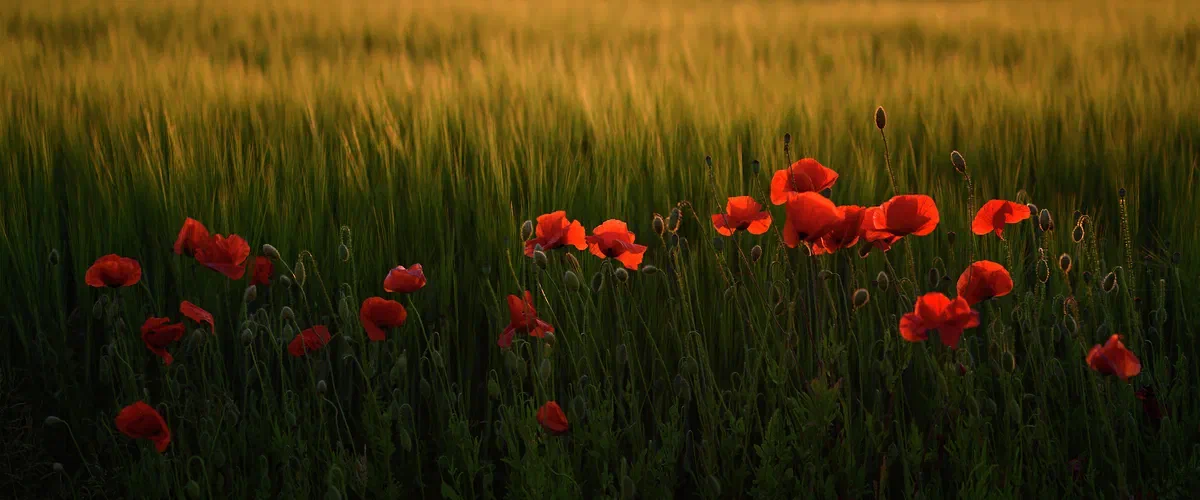 Poppy Series, Poppies