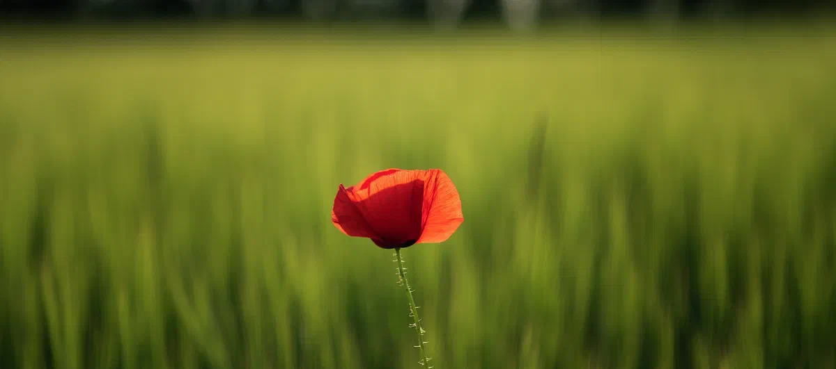 A Single Poppy, Poppies