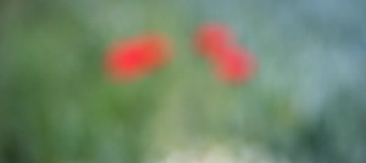 Poppy Impressions, Poppies