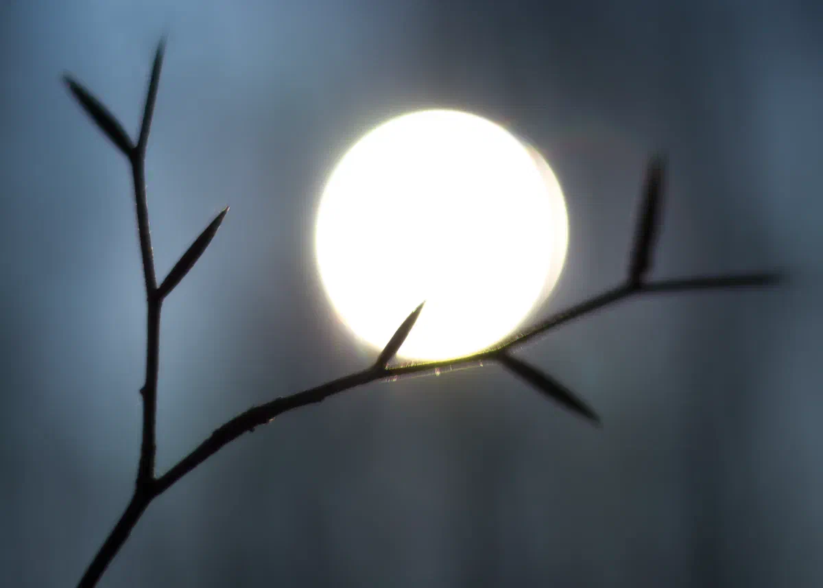 The Restful Sun, Shadows
