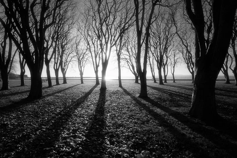 Shadows