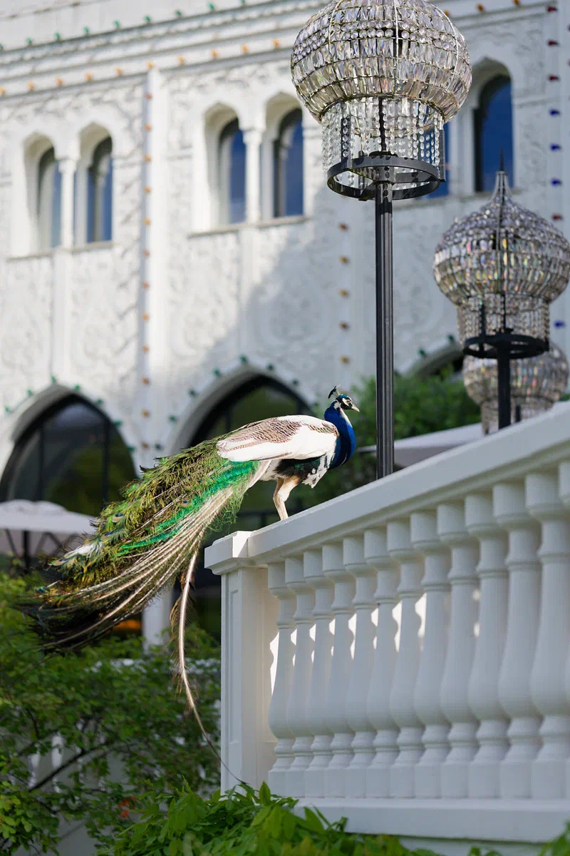 The Peacock & The Palace 1, The Peacock & The Palace