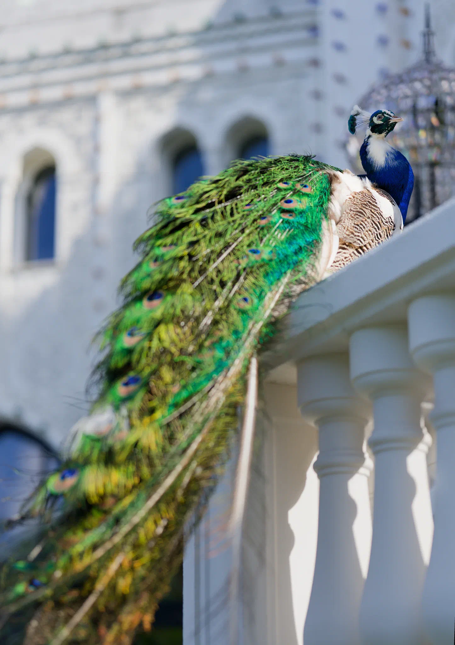 The Peacock & The Palace