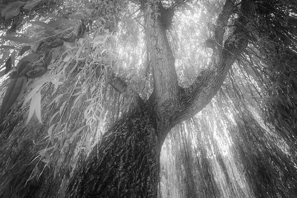 Towards Light