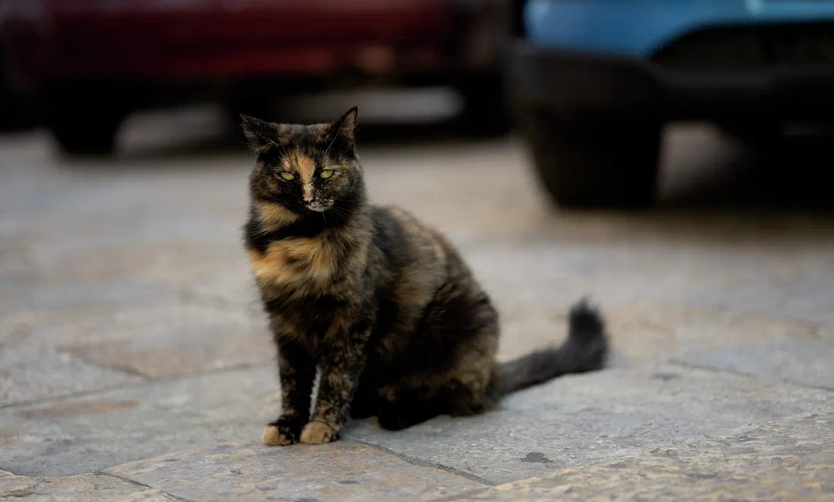 Car Cat, Corfu 2021