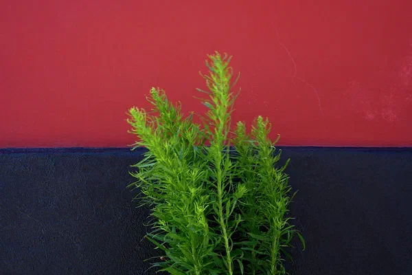 Red Green