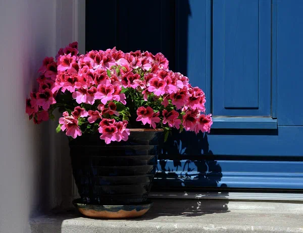 Flowers at the Door