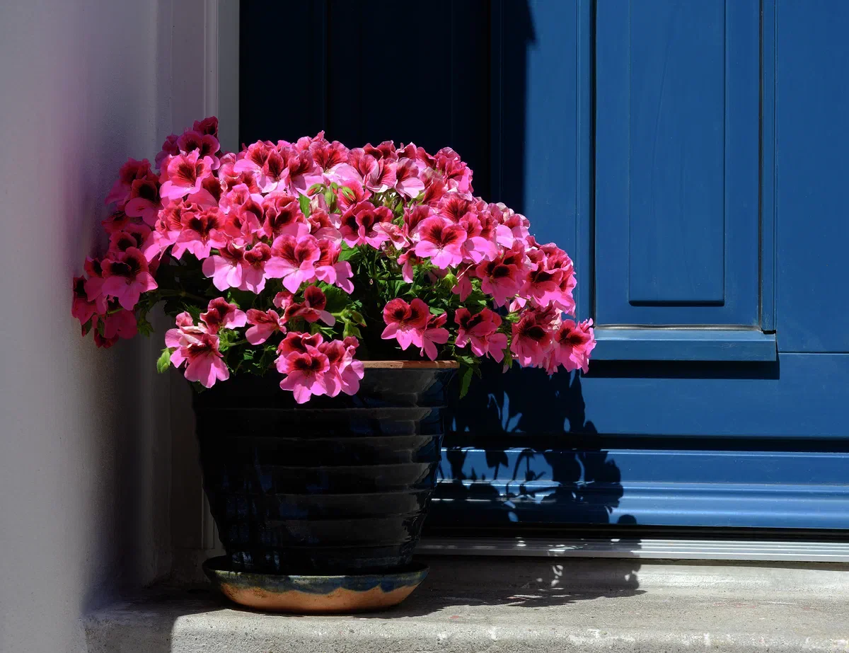 Flowers at the Door, Rønne 2022