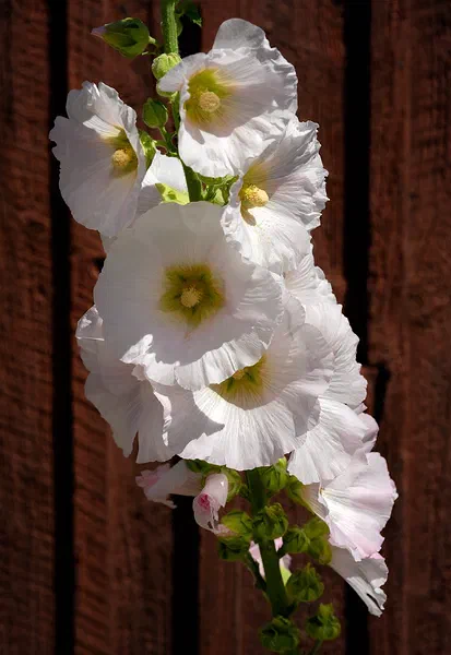 Stokrose IV