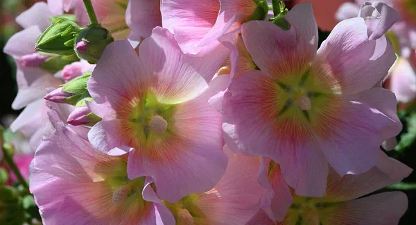 Stokrose V