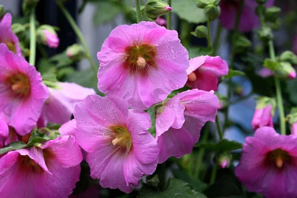 Stokrose VI