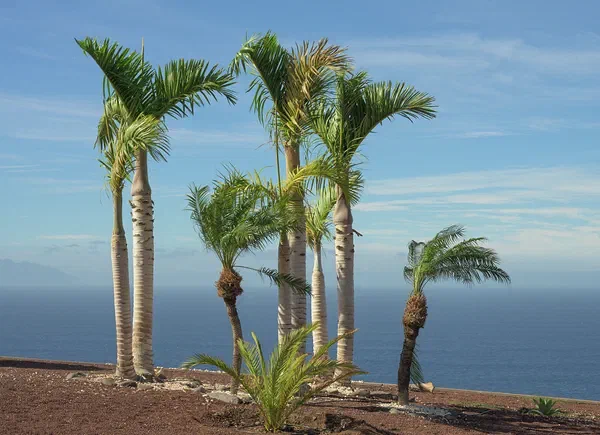 Tenerife 2024