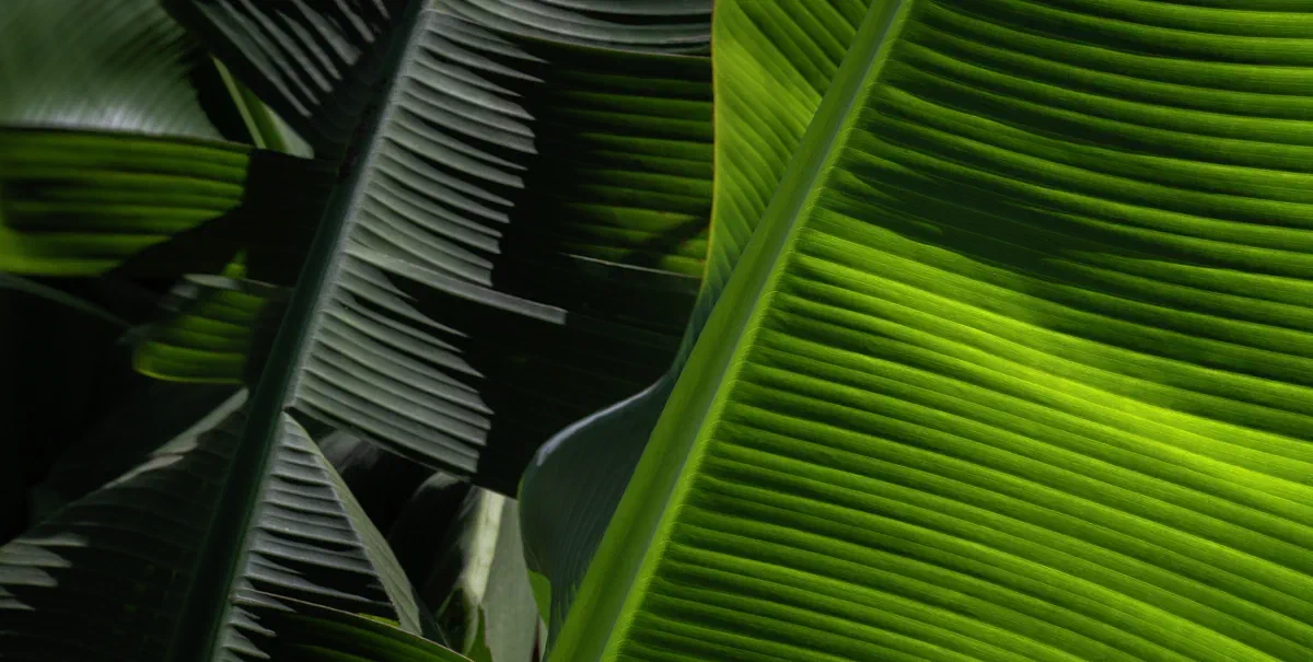 Banana Leaves, Tenerife 2024